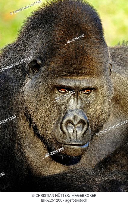 Western Lowland Gorilla (Gorilla gorilla gorilla), male, silverback, African species, captive, Florida, USA