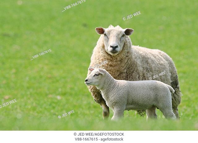 A mother ewe with her lamb, domestic sheep, Ovis aries in a field in North Yorkshire, England