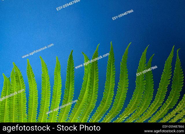 Fragment of a fern leaf close-up from below on a dark blue background