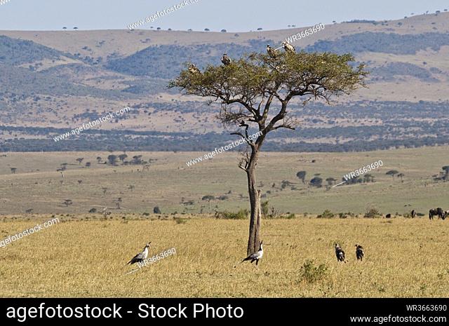 Africa, Kenya, Vultures on Umbrella Thorn Acacia tree at Maasai Mara National Park