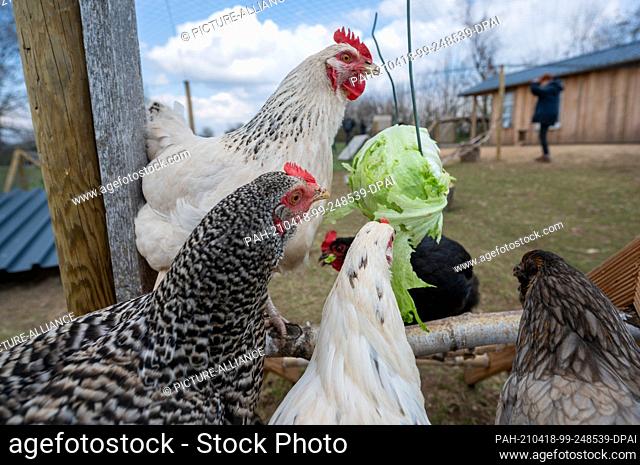 14 April 2021, Rhineland-Palatinate, Bleckhausen: Chickens sit on a tree frame and peck at a head of lettuce. In 2020, the chicken fans built a chicken house...