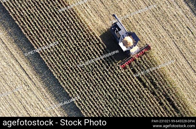 PRODUCTION - 18 October 2023, Schleswig-Holstein, Dissau: A combine harvested corn in a cornfield. Farmers in Schleswig-Holstein are expected to harvest a good...