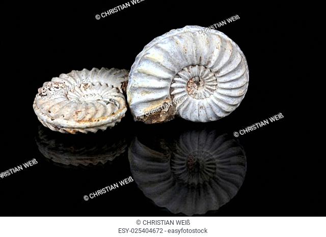 Ammonites (Pleuroceras sp. from the Lower Jurassic of Southern Germany) on a mirror and a black background