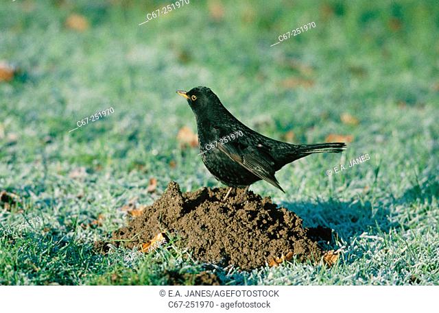 Blackbird (Turdus merula) worming on mole hill