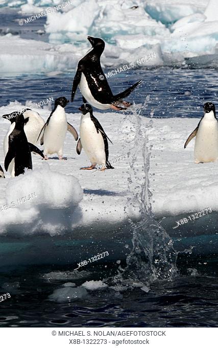 An adult Adelie penguin Pygoscelis adeliae leaping onto an ice floe in the Danger Island Group in the Weddell Sea, Antarctica