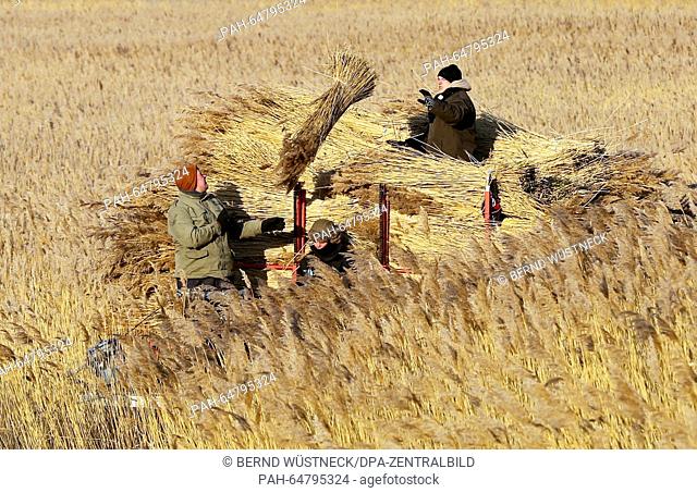 Reed thatcher Andres Geldschlaeger (C), along with his employees Sebastian Joers (R) and Rico Ziemann, starts the reed harvest following days of severe frost in...