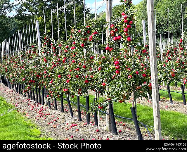Apple plantation of Discovery apples in Österlen fruit district, Kivik, Scania, Sweden, Scandinavia, Europe