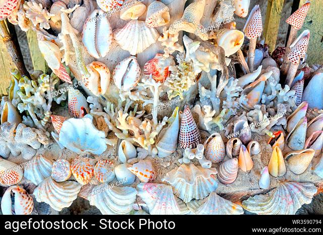 Muscheln und Korallen Raja Ampat Indonesien, Shells and corals Raja Ampat Indonesia