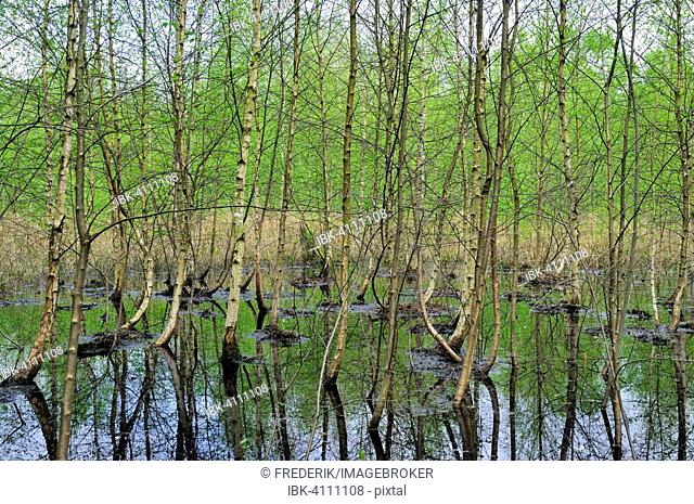 Birch trees (Betula) in the moor waters of the Venner Moor Nature Reserve, North Rhine-Westphalia, Germany