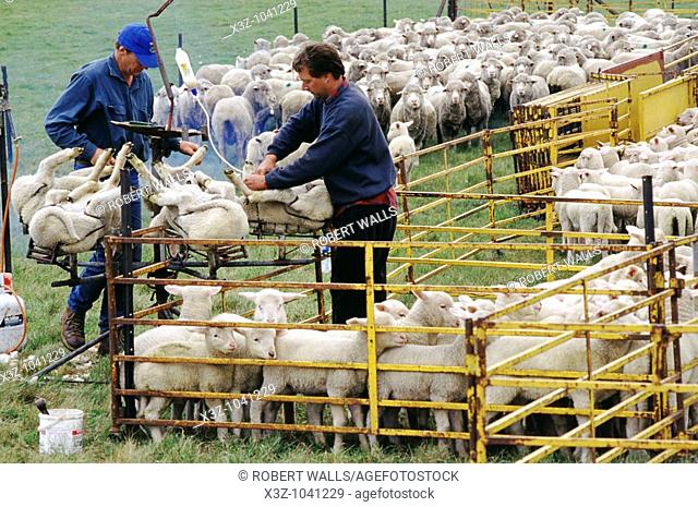 Tasmanian sheep farmers crutching and drenching lambs