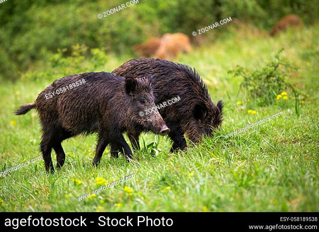 Wet wild boars, sus scrofa, feeding on green meadow in summer nature. Numerous group of wild animals grazing green grass on glade after rain