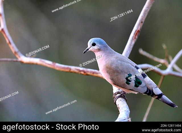 Bronzeflecktäubchen, Liwonde Nationalpark, Malawi, (Turtur chalcospilos) | Emerald-spotted Wood Dove, Liwonde National Park, Malawi, (Turtur chalcospilos)