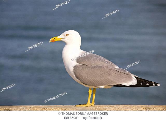 Sea Gull (Larus)