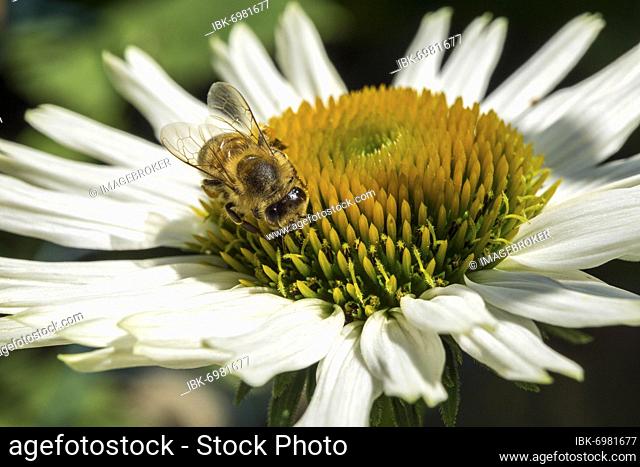 Honey bee (Apis mellifera) collecting nectar on white-flowered coneflower (Echinacea purpurea), Baden-Württemberg, Germany, Europe