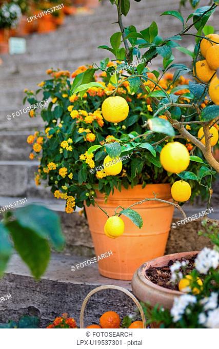 Close up view of terracotta vases of flowers and lemon trees, baskets of tomatoes arranged on the stone starcase of Palazzo del Popolo, Todi, Umbria, Italy