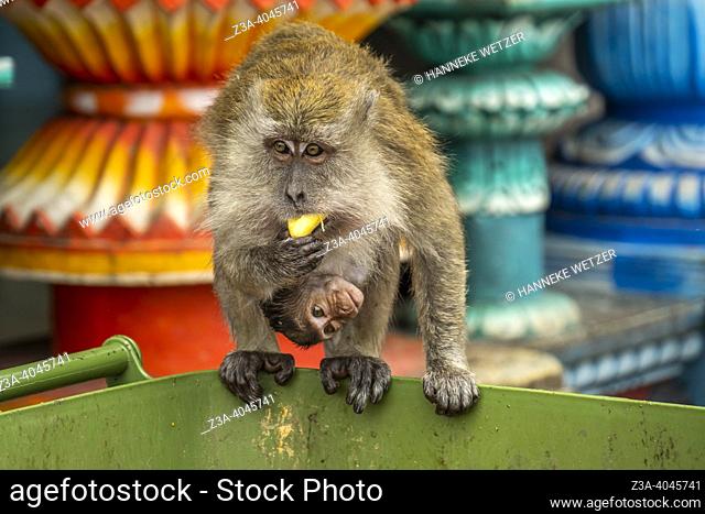 Monkey with baby eating a banana at the Batu Caves in Gombak, Selangor, Malaysia, Asia