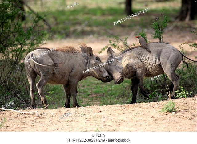 Warthog Phacochoerus aethiopicus young males, fighting, Red-billed Oxpecker on back, Kruger N P , South Africa