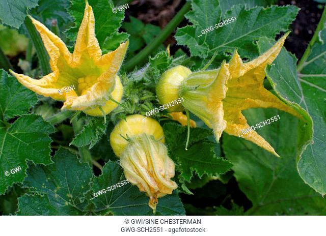 SCALLOP SQUASH FLOWERS AND GROWING VEGETABLES