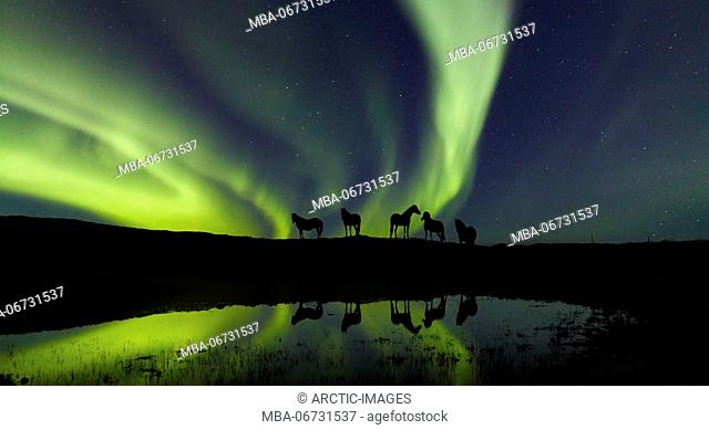 Icelandic Horses and Aurora Borealis, Iceland