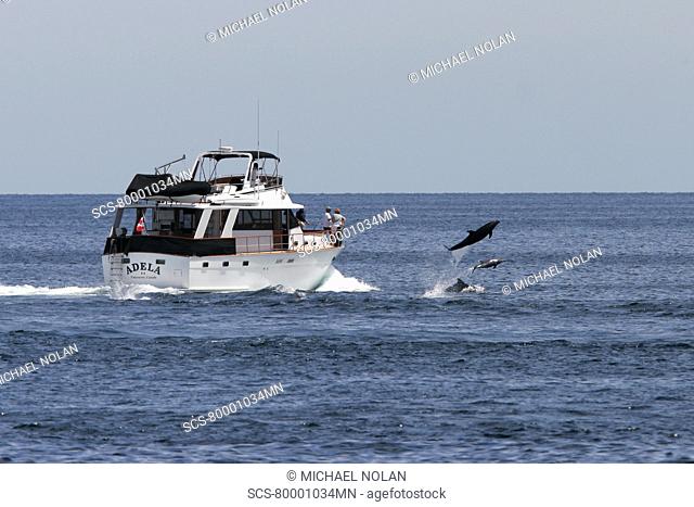 Bottlenose Dolphins Tursiops truncatus bow riding a pleasure yacht off Los Islotes in the lower Gulf of California Sea of Cortez, Mexico