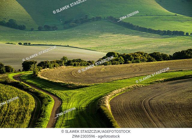 Late summer afternoon in South Downs National Park, East Sussex, England