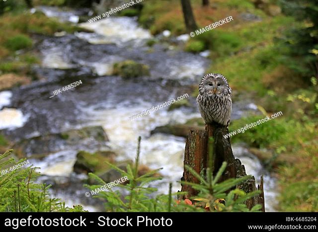 Ural owl (Strix uralensis), adult, waiting, alert, Bohemian Forest, Czech Republic, Europe