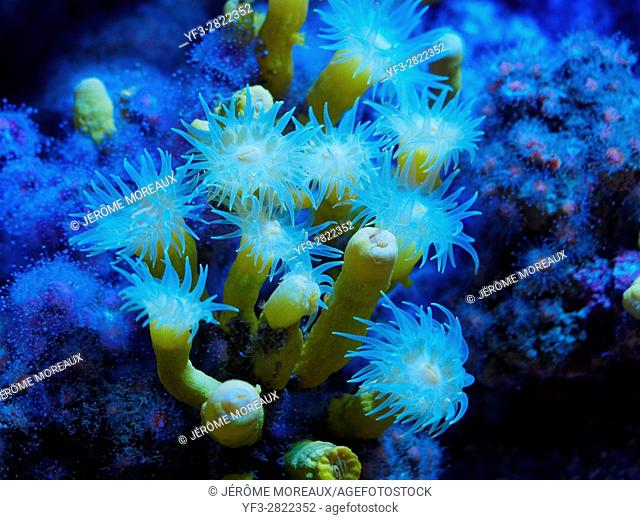 Coral polyps, Tubastrea sp
