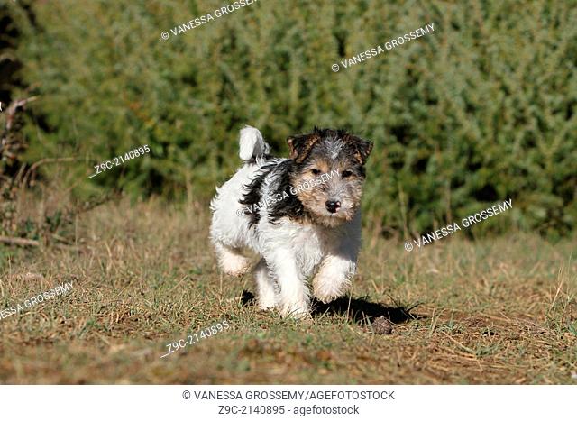 Dog Wire Fox Terrier / puppy running in a meadow