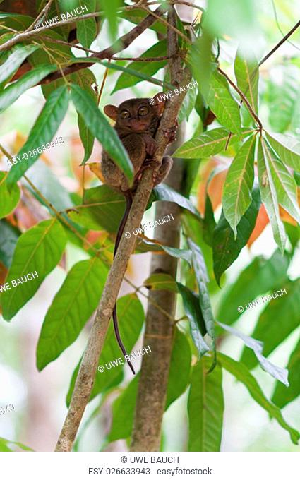 tarsier on a tree on the island of bohol, philippines