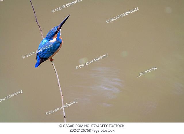 Common Kingfisher (Alcedo atthis) perched on branch. Kaeng Krachan National Park. Thailand
