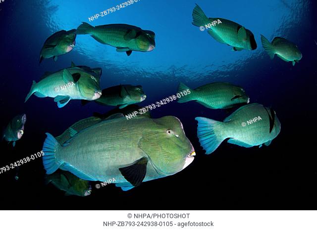 Large school of bumphead parrotfish: Bulbometopon muricatum, found around the liberty wreck, Bali