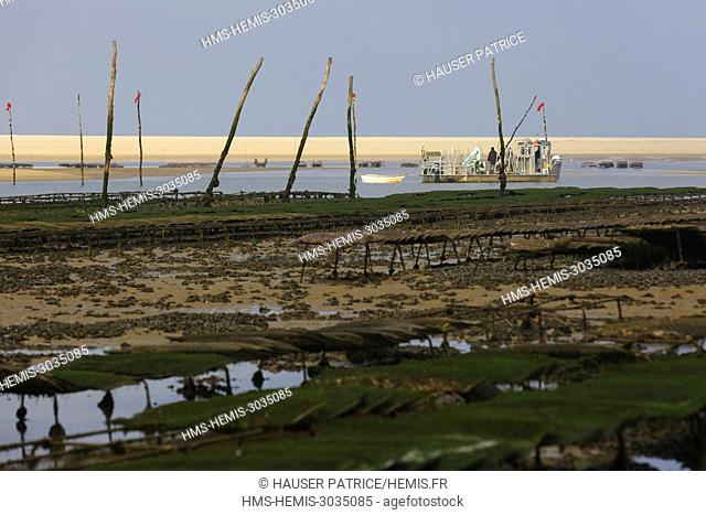 France, Gironde, Bassin d'Arcachon, Banc d'Arguin, oysters pockets