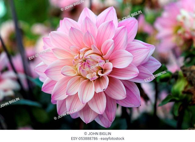 Pink dahlia variety Melody Harmony flower with a background of blurred leaves and flowers