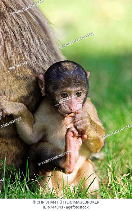 Young Barbary Macaque (Macaca sylvanus)