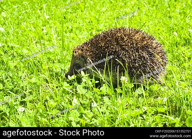 Female Western European Hedgehog, Erinaceus europaeus, feeds herself in grass in Pruhonice, Central Bohemian Region, Czech Republic, June 15, 2020