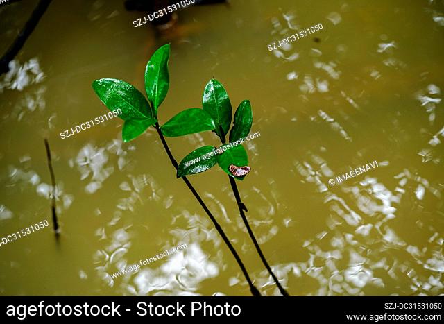 Young tree in mangrove
