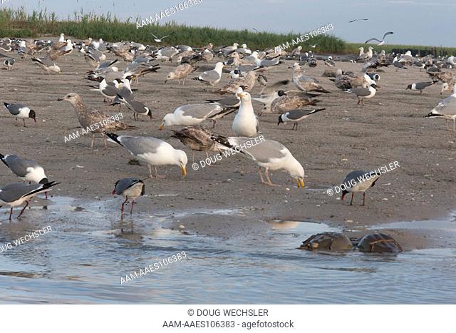 Gulls feeding on horseshoe crab eggs; NJ, Delaware Bay