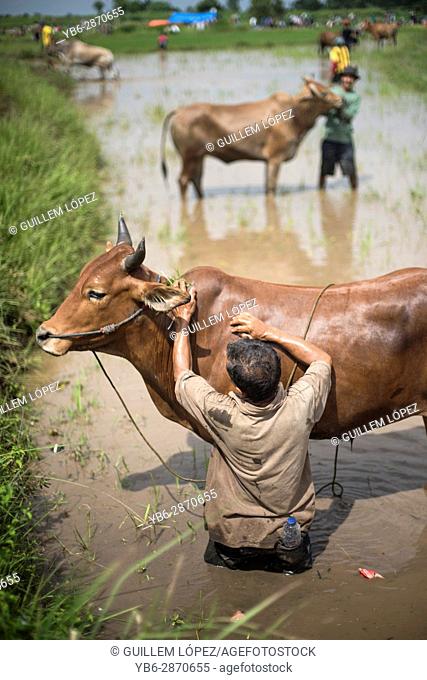 A local farmer washes and prepares his how during the famous cow race of Pacu Jawi in West Sumatra, Indonesia