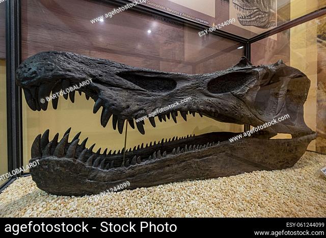Baryonyx walkeri, complete skull replica, spinosaurid theropod, La Rioja Paleontological Interpretation Center, Igea, La Rioja, Spain, Europe