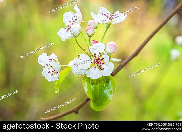 Pear cultivar Pyrus communis 'Bohemica' flowering in Pruhonice, Czech Republic on April 264, 2022. (CTK Photo/Libor Sojka)