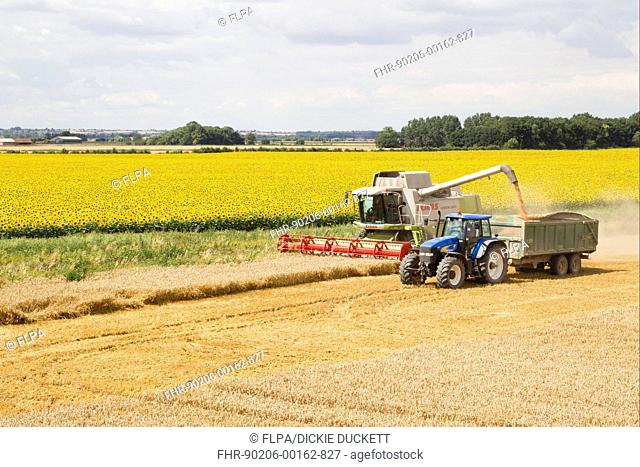 Wheat Triticum aestivum crop, combine harvester loading trailer with grain from auger, farmland with wide field margin and sunflowers, Lincolnshire, England