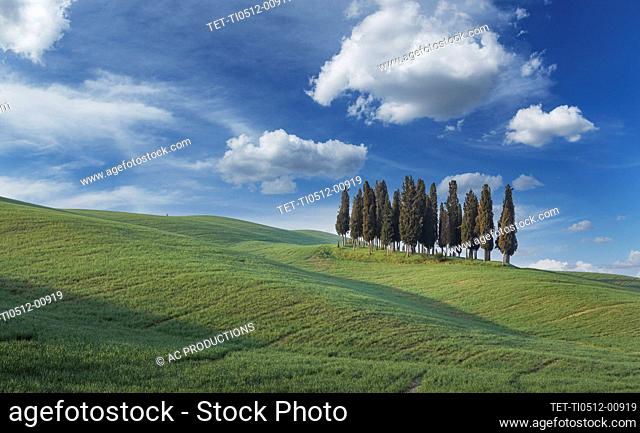 Italia, Toscana, Val D'Orcia, San Quirico, Cipreses en Green Hill