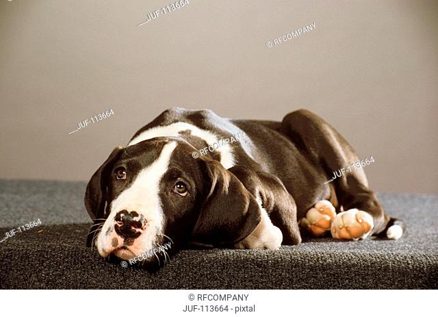 Great Dane - puppy lying - cut out
