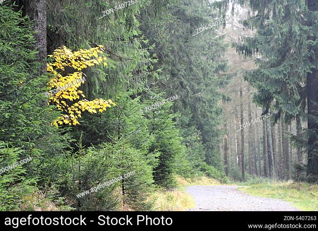 Misty Autumn landscape in Oderteich, Okertal Harz.Herbst im Oderteich, Talsperre im Oberharz