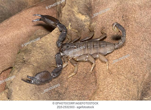 Scorpion, Scorpiops pachmarhicus, Euscorpiidae, Madhya Pradesh, India
