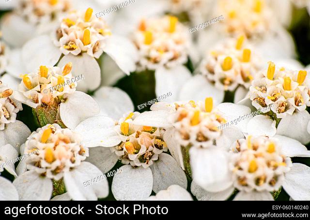 Common yarrow tiny white and yellow flowers, closeup macro detail