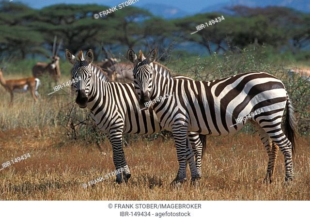 Burchells Zebra (equus burchelli) Masai Mara, Kenya
