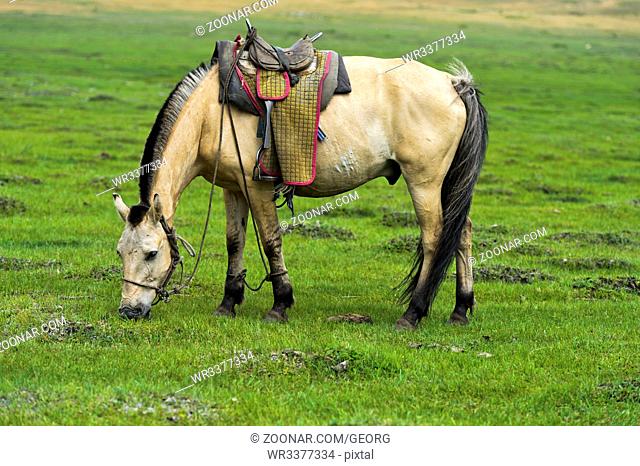 Aufgezäumtes Pferd mit Sattel grast auf der Weide, Mongolei / Bridled horse with saddle grazing on a pasture, Mongolia