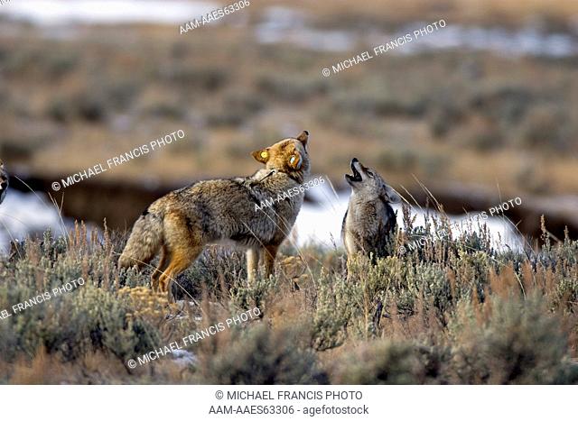 Coyote (Canis latrans), pair howling during winter breeding seaon Yellowstone National Park Wyoming