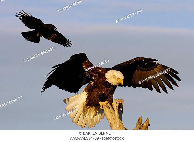 Bald Eagle (Haliaeetus leucocephalus) Landing on snag with crow haressing eagle Homer Alaska
